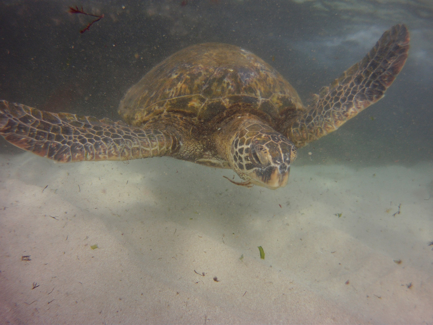 a green sea turtle eating limu