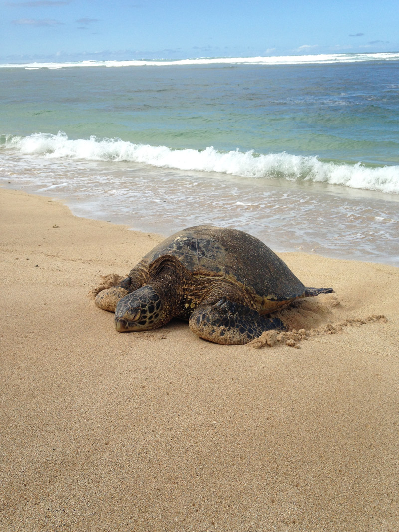 Chances are good that you will see green sea turtles during your surfing lesson