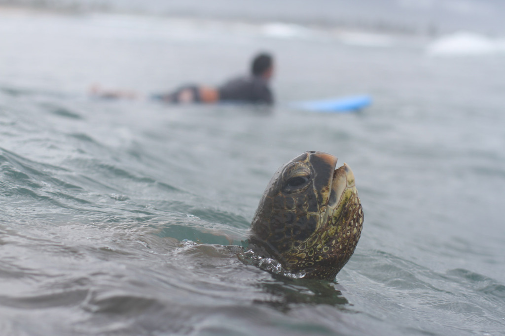 Learn to surf with turtles