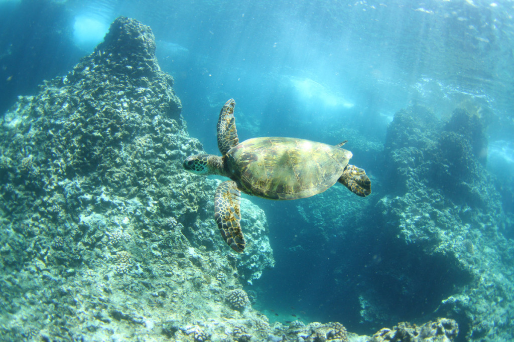 Turtle swimming at Puaena Point